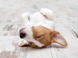 מיטות לכלבים – סוגים שונים של מיטות