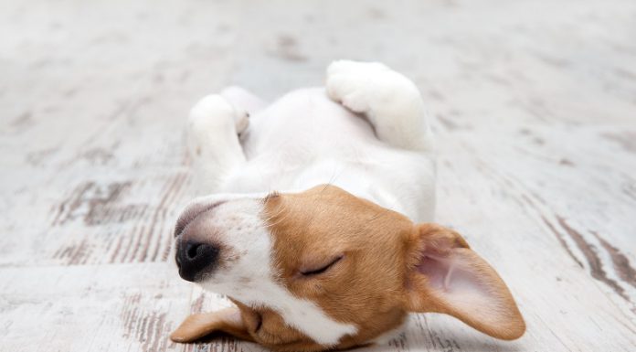 מיטות לכלבים – סוגים שונים של מיטות