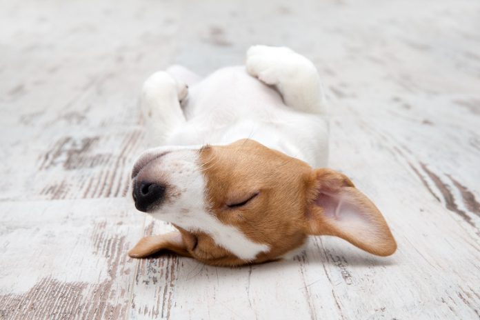 מיטות לכלבים – סוגים שונים של מיטות